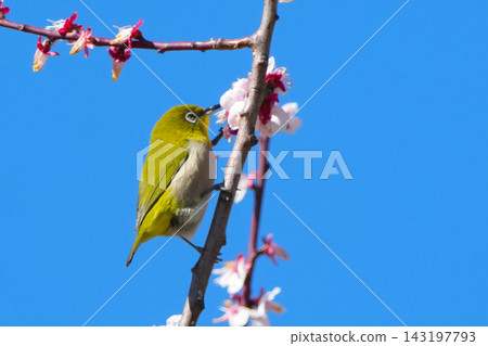 White-eye White-eye 143197793
