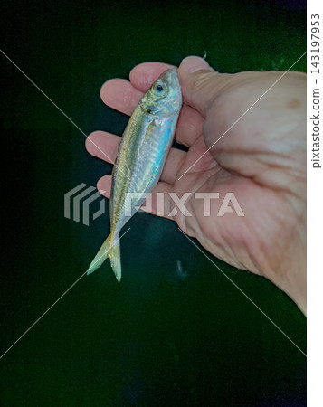 這是我釣到的竹莢魚的照片。 這是我釣到的竹莢魚的照片。 143197953
