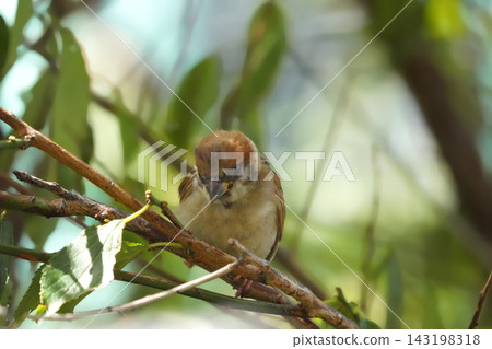 Sparrow Sparrow 143198318