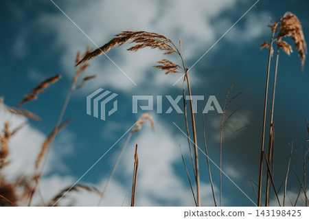 Dry grass stems swaying in the wind against a blue sky with soft white clouds. Warm natural tones, Atmosphere of summer or early autumn. Meadow land. Dry grass stems swaying in the wind against a blue sky with soft white clouds. Warm natural tones, Atmosphere of summer or early autumn. Meadow land. 143198425