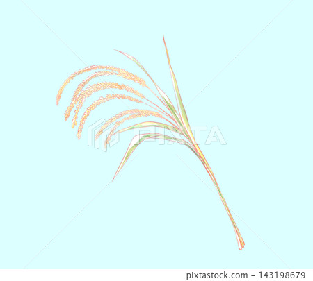 Rice Rice 143198679