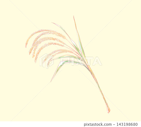 Rice 143198680