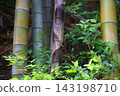 bamboo	 143198710