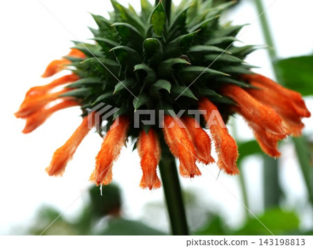 橙色聖誕蠟燭花 橙色聖誕蠟燭花 143198813