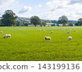 Sheep grazing in a green English meadow under a blue sky on a sunny day 143199136
