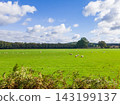 Sheep grazing in a green English meadow under a blue sky on a sunny day 143199137