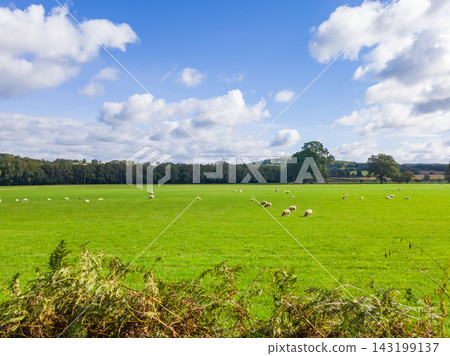 Sheep grazing in a green English meadow under a blue sky on a sunny day Sheep grazing in a green English meadow under a blue sky on a sunny day 143199137