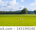 Sheep grazing in a green English meadow under a blue sky on a sunny day 143199140