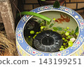 金魚撈取店 143199251