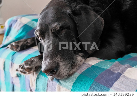 dog relaxing dog relaxing 143199259