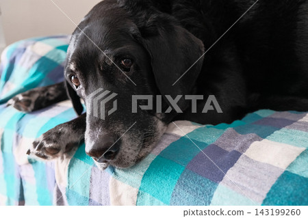 A dog watching its owner A dog watching its owner 143199260