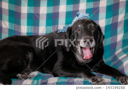 A black Labrador's smile A black Labrador's smile 143199288