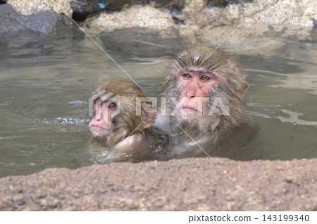 Monkeys on hot springs Monkeys on hot springs 143199340