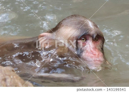 Monkeys on hot springs Monkeys on hot springs 143199341