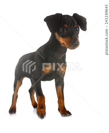 miniature pinscher in studio miniature pinscher in studio 143199645