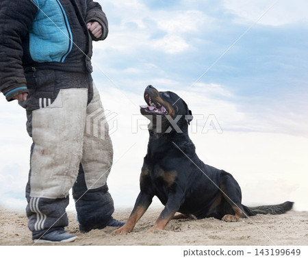 training of rottweiler training of rottweiler 143199649