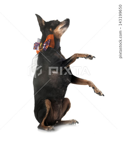 miniature pinscher in studio miniature pinscher in studio 143199650