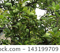 Still immature quince fruit 143199709