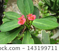 The red flowers I'm growing at home are from the Crown of Thorns. 143199711