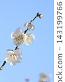 white plum blossom 143199766