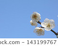 White plum shining in the blue sky 143199767
