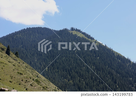 Green Mountain Meadow and Coniferous Forest Under a Blue Sky with White Clouds Green Mountain Meadow and Coniferous Forest Under a Blue Sky with White Clouds 143199783