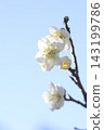 white plum blossom 143199786