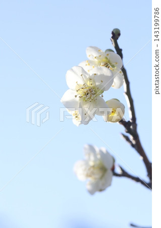 white plum blossom 143199786