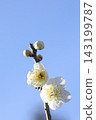 White plum shining in the blue sky 143199787