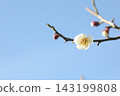 White plum shining in the blue sky 143199808