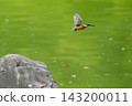 Flight of kingfisher 143200011