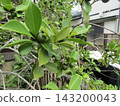 immature guava fruit 143200043
