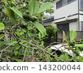 Unripe quince fruit 143200044