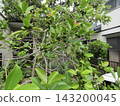 immature guava fruit 143200045