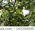Still immature quince fruit 143200046