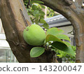 Still immature quince fruit 143200047