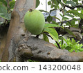 Still immature quince fruit 143200048