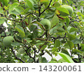 Still immature quince fruit 143200061