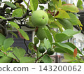Still immature quince fruit 143200062