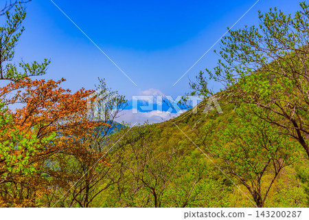 這是一張初夏時節在丹澤山脈的遠足徑上拍攝的山景照片，照片中可以看到白雪皚皚的富士山從鬱鬱蔥蔥的山坡上雲海中探出頭來。 143200287