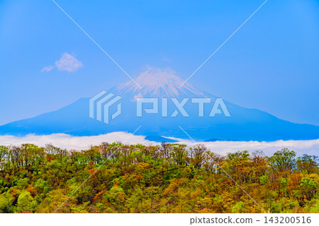In early summer, from the Okura Ridge of Mt. Tonodake in the Tanzawa Mountains, I captured a close-up shot of Mt. Fuji, still covered in snow, majestically towering above a vast sea of clouds, using a medium telephoto lens. In early summer, from the Okura Ridge of Mt. Tonodake in the Tanzawa Mountains, I captured a close-up shot of Mt. Fuji, still covered in snow, majestically towering above a vast sea of clouds, using a medium telephoto lens. 143200516