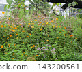 orange cosmos flowers 143200561