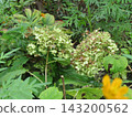 The yellow-green flowers of the Annabelle hydrangea offer a delightful change in color. 143200562