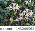 Large white flowers of Amaryllidaceae representing autumn flowers 143200563