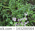 Kojima Flower AssociationPurple flowers blooming in the flower gardenHanatoranoo 143200564