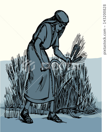 Vector drawing. Woman reaps a wheat Vector drawing. Woman reaps a wheat 143200828