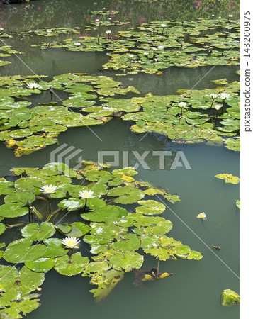 White lotus flowers blooming on green lily White lotus flowers blooming on green lily 143200975