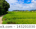 明日香村，明日香，石上遺跡：稻田，背景是三座大和山（禦塚山、輝山和龍王山）。 2026年9月17日。 143201030