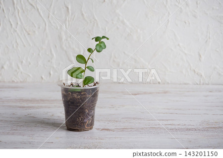 Small green plant cutting in plastic cup with soil, propagation concept on wooden table, copy space. 143201150