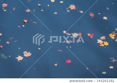 Autumn Leaves Floating on Deep Blue Water background Autumn Leaves Floating on Deep Blue Water background 143201282